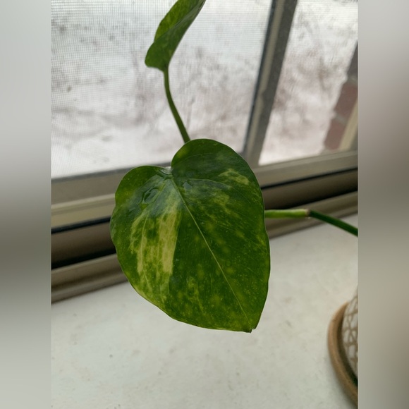 Pothos Plant - Picture 3 of 12
